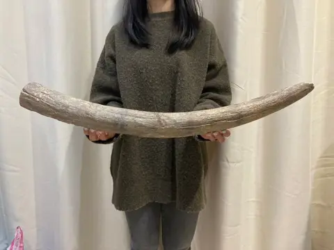 Wolharige mammoet - Slagtand - Mammuthus - 67×7×6 cm