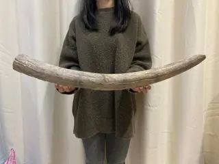 Wolharige mammoet - Slagtand - Mammuthus - 67×7×6 cm