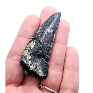 Dinosaurus - Tand - afrovenator abakensis - 6×2×1 cm