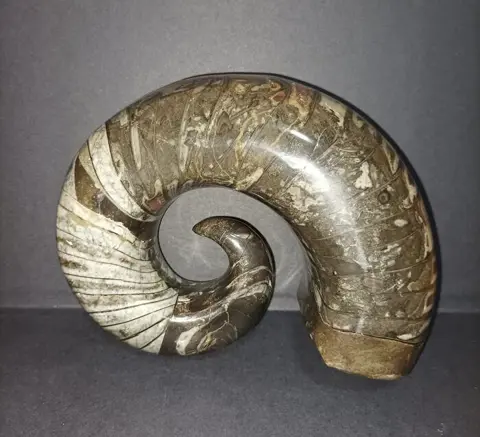 Ammoniet - Segment - 18×14×7.5 cm