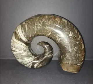 Ammoniet - Segment - 18×14×7.5 cm