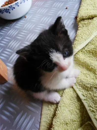 Zes kittens en drie moederpoezen zoeken huis