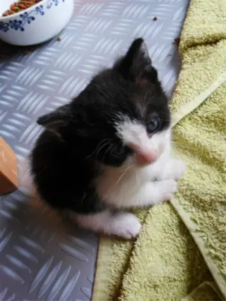 Zes kittens en drie moederpoezen zoeken huis