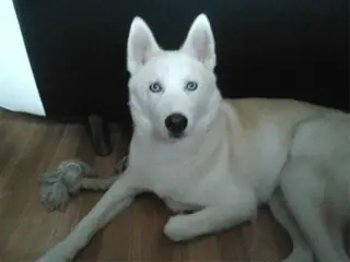 Husky pup 8maand