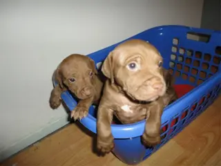 Pitbull terrier rednose pups te koop