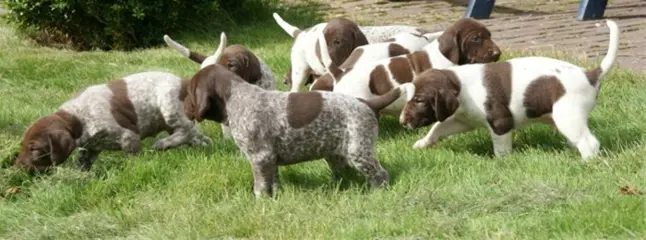Duitse staande korthaar pups