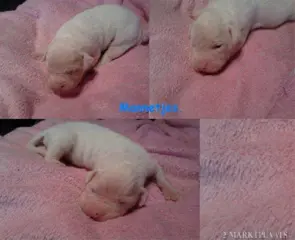 Amerikaanse bulldog pups