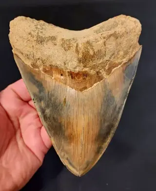 Megalodon - Tand - GIANT MEGALODON TOOTH - 144×114×28 mm