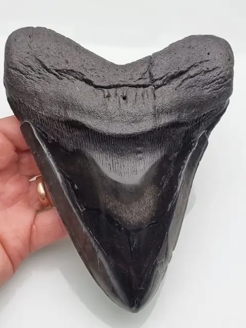 Megalodon - Tand - Carcharocles Megalodon - 16.1×12.1×2.6 cm