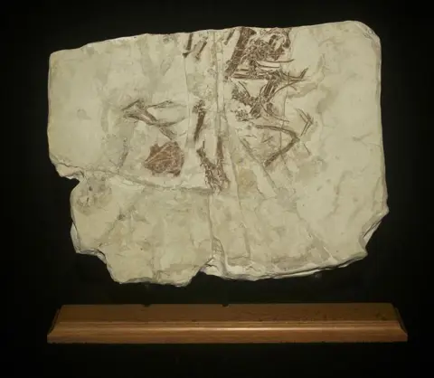 Vogel - Matrix plaat - Confuciusornis - 30.2×23×1.4 cm