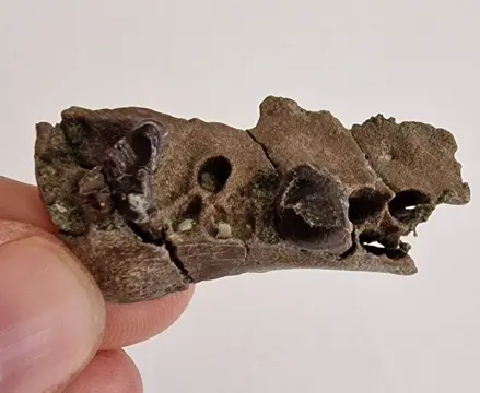 Didelfodon - Kaakgedeelte van zoogdieren uit het Krijt -