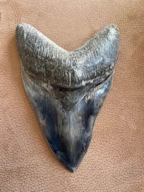 Megalodon haaientand - - - Carcharocles megalodon - 16,1
