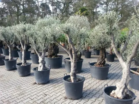 Olijfbomen / Olijfboom te koop!!! ( Olea europaea )