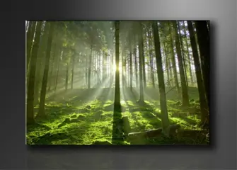 Nieuw canvas schilderij Groen Bos 120 x 80 cm
