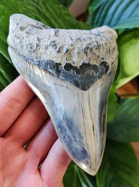Megalodon - Tand - 125×90×30 mm