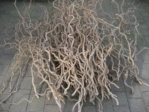 Takken kronkelhazelaar / krulhazelaar - Decoratietakken