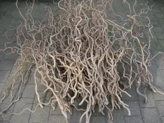 Takken kronkelhazelaar / krulhazelaar - Decoratietakken