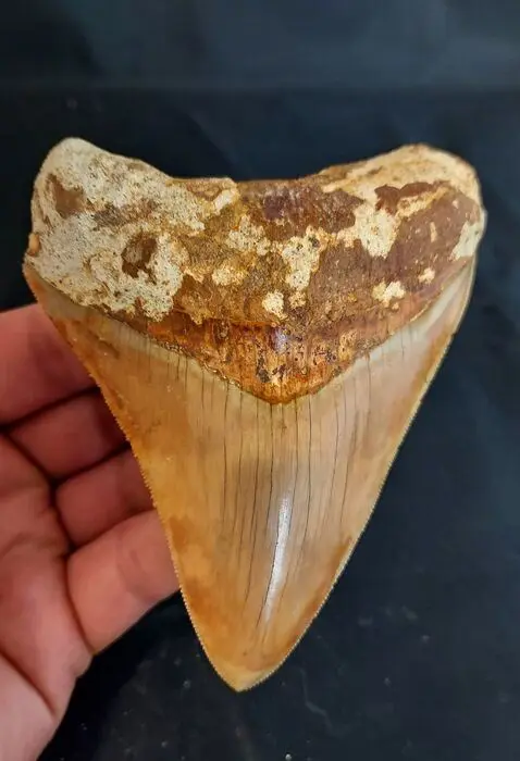 Megalodon - Tand - stunningly beautiful HUGE DARK MEGALODON