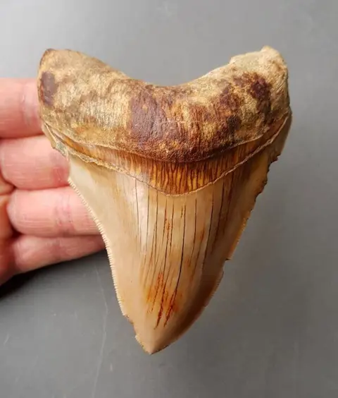 Megalodon - Tand - 120×93×28 mm