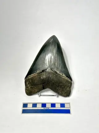 Tand - Carcharocles Megalodon - 13.8×10×2.5 cm