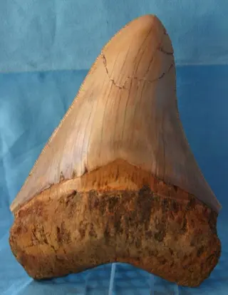 Megalodon - Tand - 12.8×9.5×2.6 cm