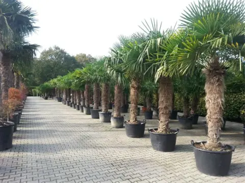 Trachycarpus fortunei palmboom / palmbomen in veel maten!!!