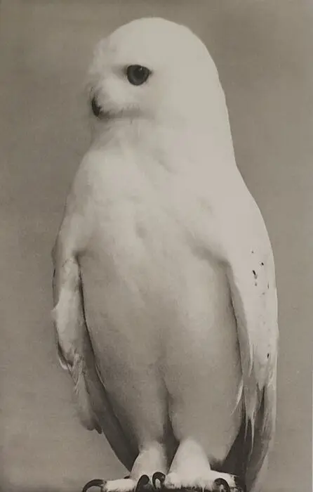 Yamamoto MASAO (1957) - Snow White