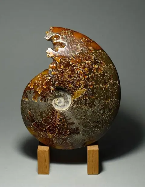 Mooie 14,8 cm hooggepolijste Ammoniet - Aioloceras besairiei