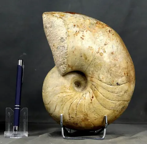 Grote en decoratieve nautiloïde - Goede conservering -