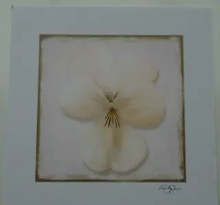 POSTER 33x33 cm BLOEMEN DIVERSE NIEUW