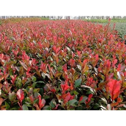 Glansmispel haag planten kopen