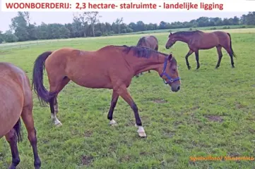 Paardenhouders, ruim 2 hectare, stalruimte, landelijk