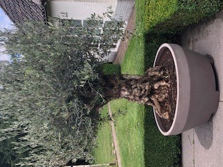 Nieuwe bloempot plantenbak model ERCOLE