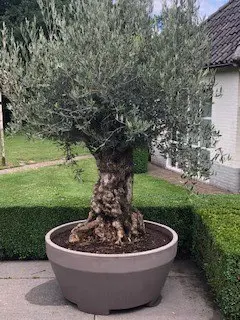 Nieuwe bloempot plantenbak model ERCOLE