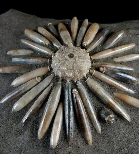 Hoge kwaliteit fossiele zee-egel!!! - schild met radio's -