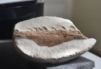 Mosasaurus - Op originele matrix - 6" Tethysaurus jaw with