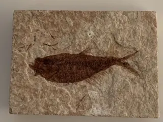 Vis - Gearticuleerd skelet - Diplomistus - 6×2×7 cm