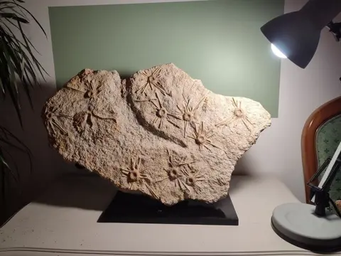 Fossiele zee-egels + Crinoid - zee-egels - 41×4×61 cm