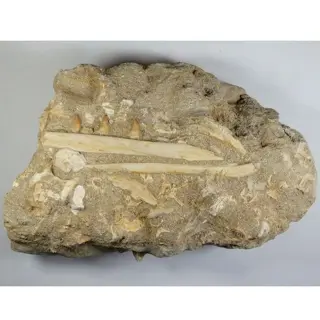 Mosasaurus - Onderkaak op matrix - De onderkaak is 15cm -