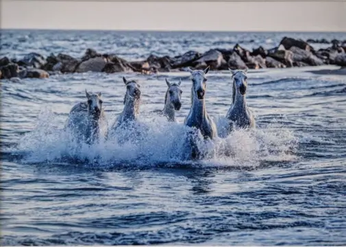 Atrayoux - Lot de 4 photos "chevaux 2" - 20x30 cm