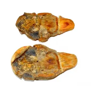 Vis - knobbeltje - coelacanthus madagascariensis - 13×7×4 cm