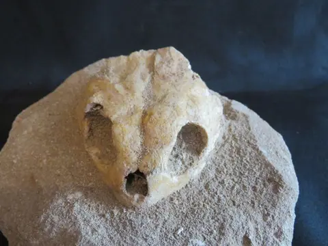 Schildpad - Schedel - 8×15×14 cm