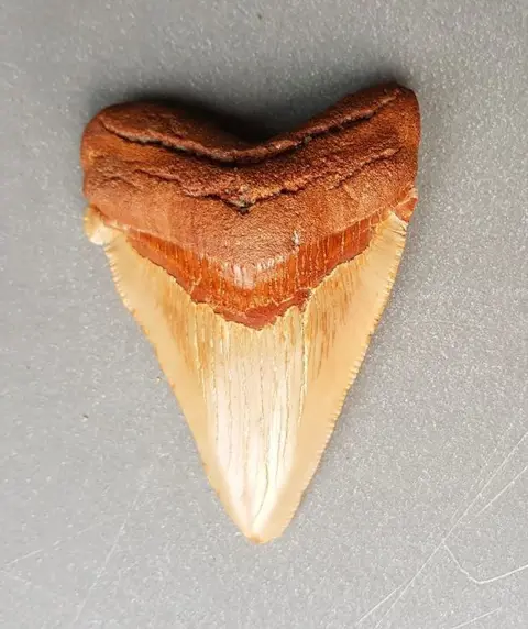 *perfect* Chubutensis - Tand - Ancestor megalodon -