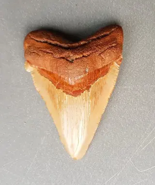 *perfect* Chubutensis - Tand - Ancestor megalodon -