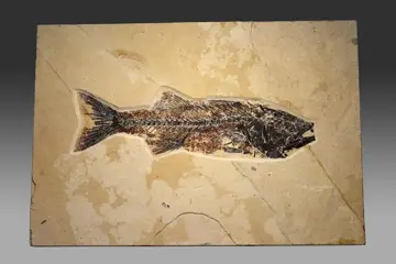 Grote en mooie fossiele vissen - Mioplosus labracoides