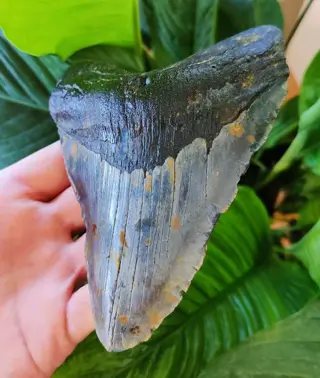 Megalodon - Tand - 141×101×32 mm