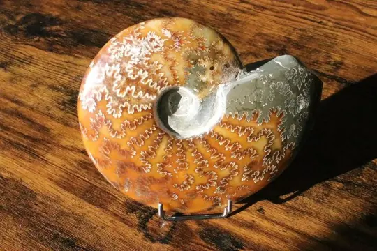 Ammoniet - Cleoniceras - 15×12×4 cm