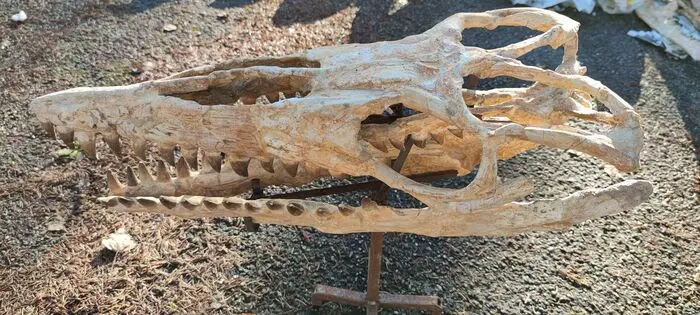 Mosasaurus - Schedel - cráneo mosasaurio