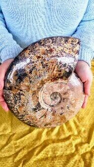 Ammoniet - 5 kg Groot - Fossiel, Topkwaliteit - Cleoniceras