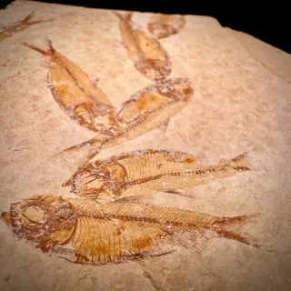 Uitstekende Fossil Fish Multiple Mortality